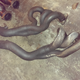 Illustration for article titled Headers Installed on our High Mileage E46 M3